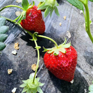 地棚草莓