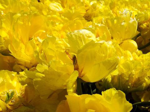 黄色郁金香开放花瓣摄影图
