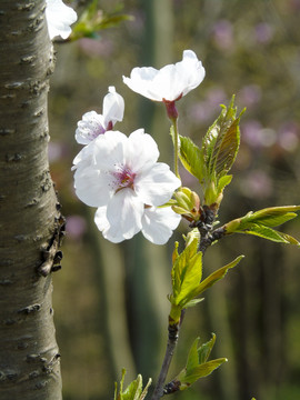 一支梨花摄影图