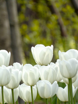 白色郁金香花朵高清摄影图片素材