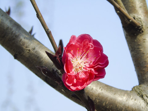 枝头上的粉红色樱花摄影图
