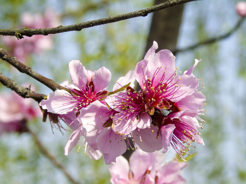 樱花桃花实拍高清图