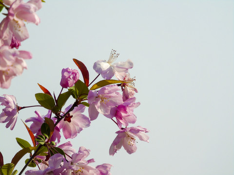 樱花高清图片