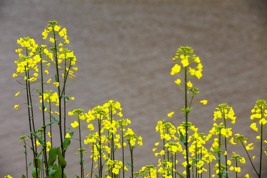 油菜花