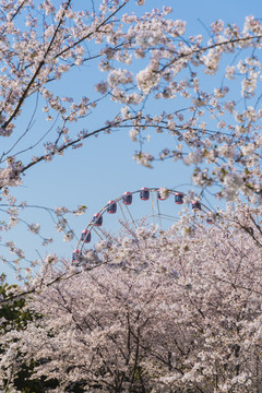 浪漫樱花