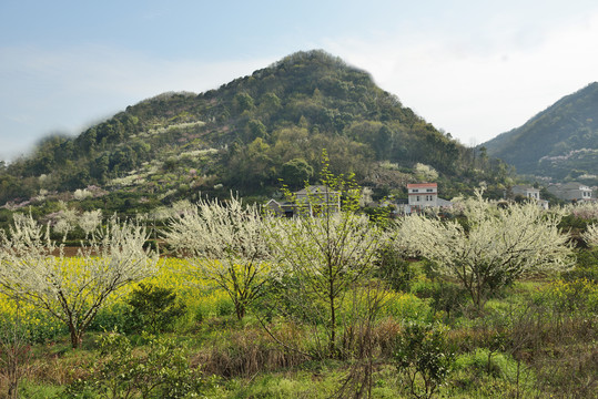 春到山村