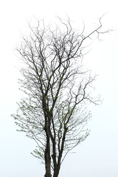 树枝