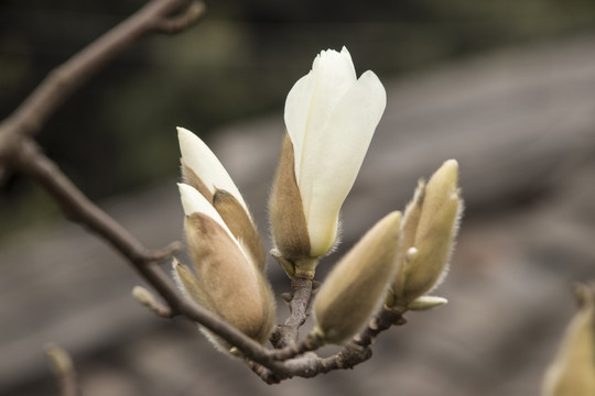 白玉兰花