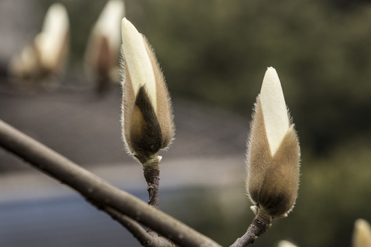 白玉兰花