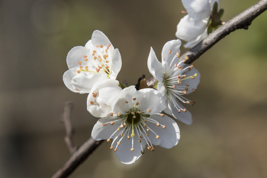 李子花