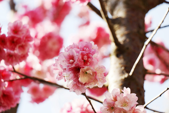 樱花