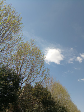 蓝天白云树木