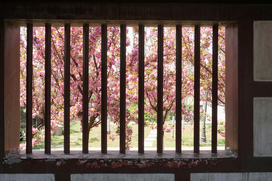 樱花和古寺