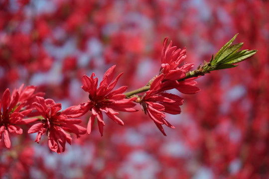 菊花桃