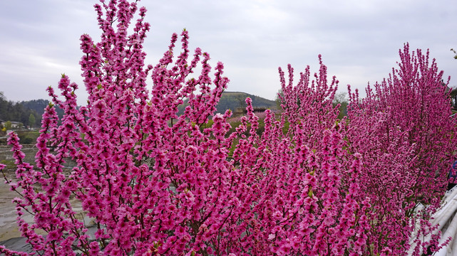 樱花树