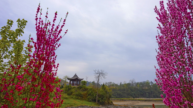 樱花岛