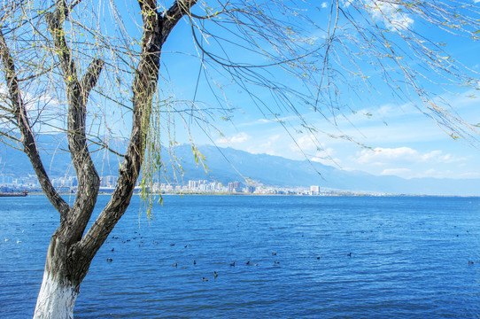 大理洱海风景