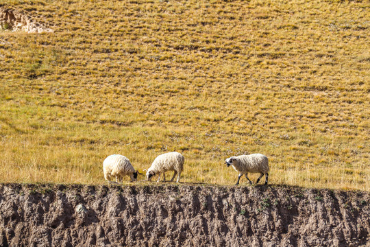 秋季草坡上的绵羊