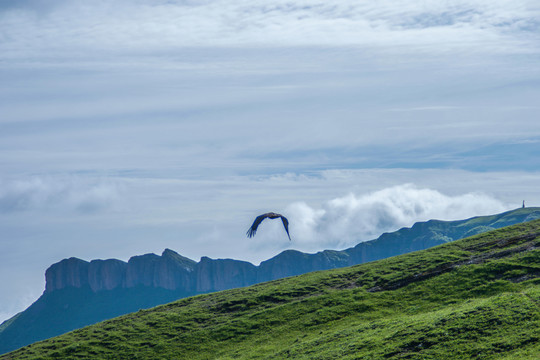 高山峡谷间的苍鹰秃鹫