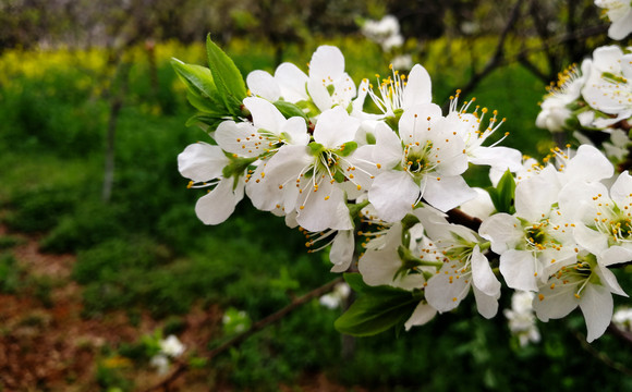 李子花