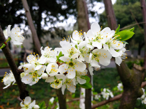 李子花