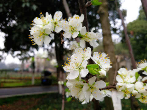 李子花