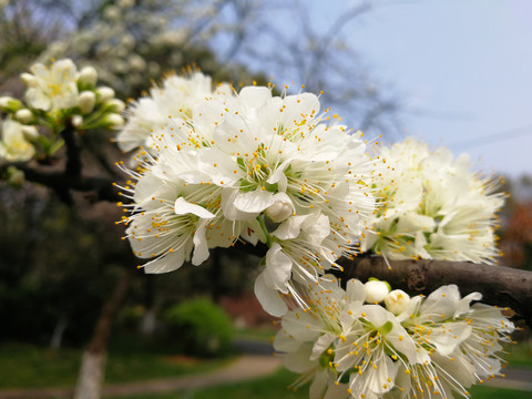 李子花