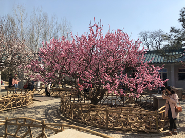 2019北京植物园桃花节