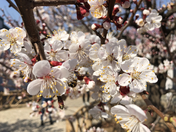 2019北京植物园桃花节