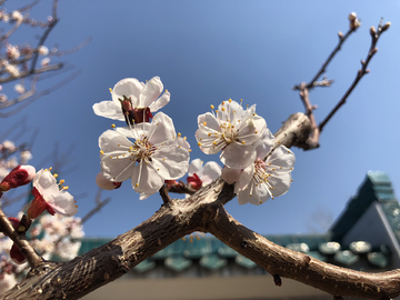 2019北京植物园桃花节
