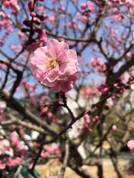 2019北京植物园桃花节