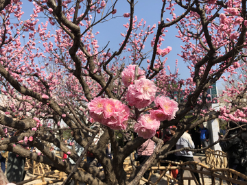 2019北京植物园桃花节