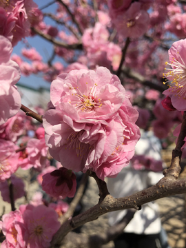 2019北京植物园桃花节