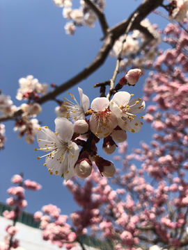 2019北京植物园桃花节