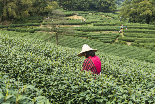 梅家坞茶山