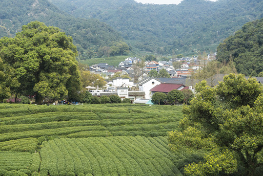 梅家坞茶山