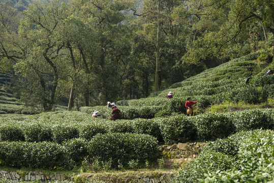 梅家坞茶山