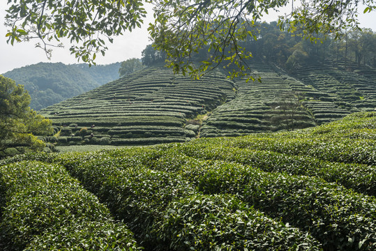 梅家坞茶山