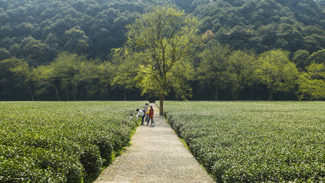 梅家坞茶山