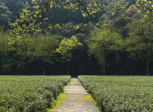 梅家坞茶山