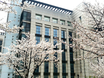 武汉校园樱花