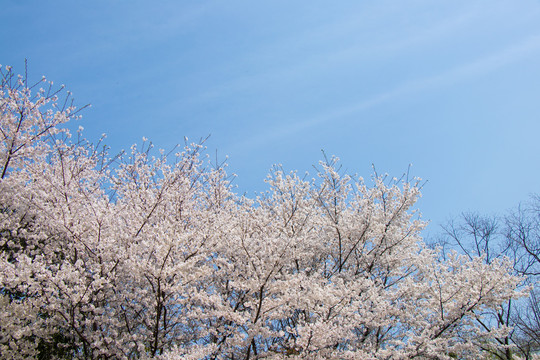 白色樱花与蓝天
