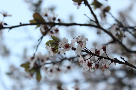 樱花