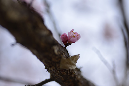 野杏花