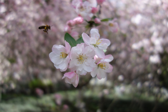 蜜蜂采蜜