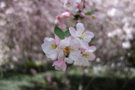 蜜蜂采蜜