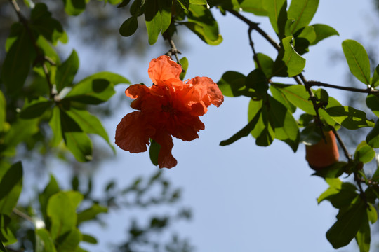 石榴花