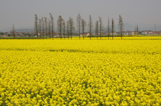 油菜花