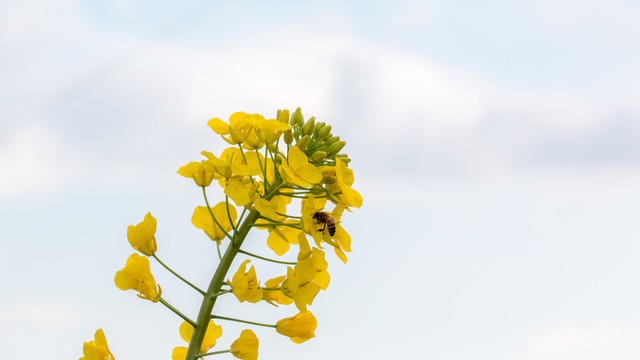 油菜花