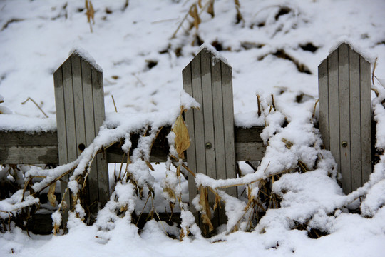 枝雪